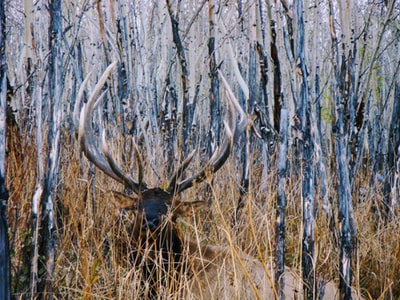 During the day, brown grass brown deer
